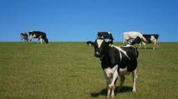 “وزارة البيئة” توضح موعد دعم صغار مربي الماشية وشروط التسجيل في برنامج ريف
