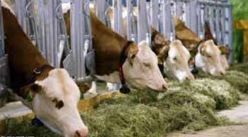 ما هو موعد صرف صغار مربي الماشية؟ “وزارة البيئة” توضح
