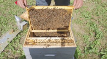 نصائح لتربية النحل يجب الالتزام بها .. والارشاد الزراعي يكشف عن أهمهم
