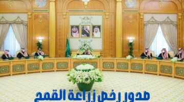 مجلس الوزراء السعودي يعلن إصدار “رخص زراعة القمح” لدعم القطاع الزراعي