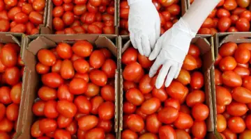 عاجل .. ارتفاع أسعار الطماطم في جدة يصل إلى 50 % .. والسبب سوء أحوال الطقس بالمملكة