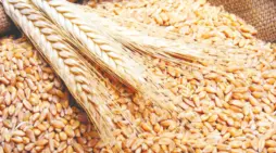 مقالة  : بعد التعويم.. الحكومة تقرر سعر القمح 2024 للمستهلكين في مصر بالسوق المحلي