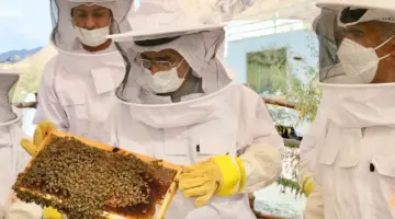 كم دعم ريف لتربية ملكات النحل وما هي خطوات التسجيل؟