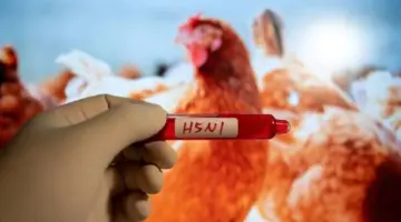 منظمة الصحة العالمية تحذر من إنفلونزا الطيور: تفاصيل هامة يجب معرفتها