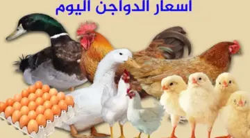بعد تراجع سعر الفراخ البيضاء منذ بداية الأسبوع .. استقرار ملحوظ في اسعار الدواجن اليوم الثلاثاء 23 أبريل