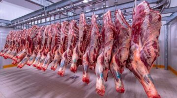 ” انخفاض واضح” في سعر كيلو اللحم البقري قائم اليوم 2024 قبل قدوم عيد الأضحى